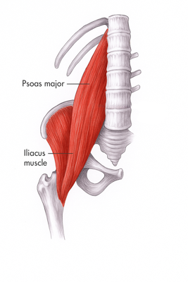Psoas and iliacus anatomy diagram